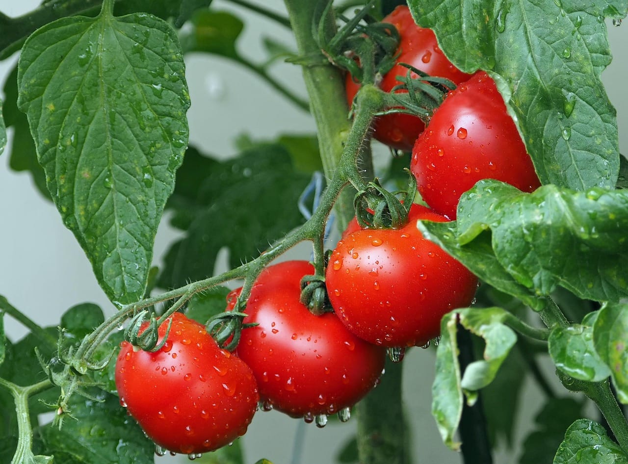 Roasting concentrates the flavour and adds a gentle smokiness.